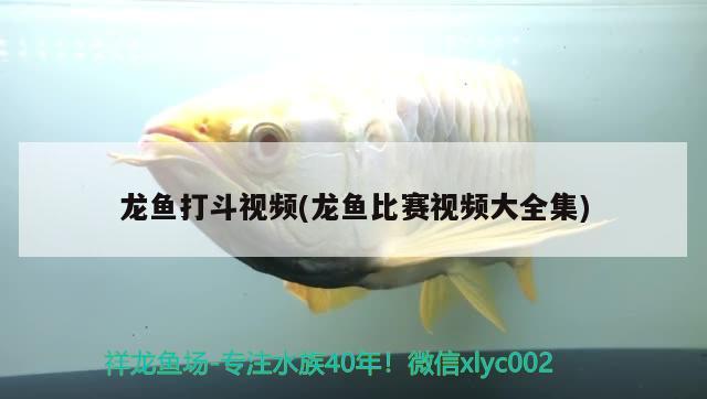 龙鱼打斗视频(龙鱼比赛视频大全集) 2024第28届中国国际宠物水族展览会CIPS（长城宠物展2024 CIPS） 第1张