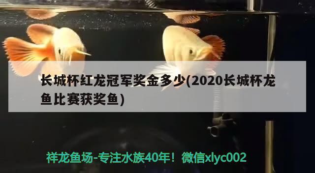 长城杯红龙冠军奖金多少(2020长城杯龙鱼比赛获奖鱼) 2024第28届中国国际宠物水族展览会CIPS（长城宠物展2024 CIPS）