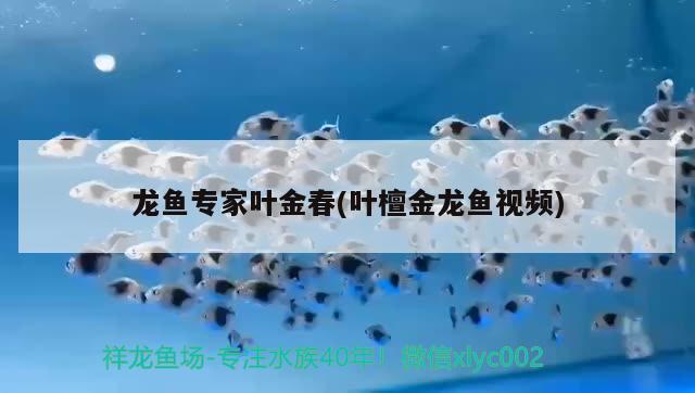 龙鱼专家叶金春(叶檀金龙鱼视频) 2024第28届中国国际宠物水族展览会CIPS（长城宠物展2024 CIPS） 第2张