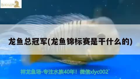 龙鱼总冠军(龙鱼锦标赛是干什么的) 2024第28届中国国际宠物水族展览会CIPS（长城宠物展2024 CIPS）