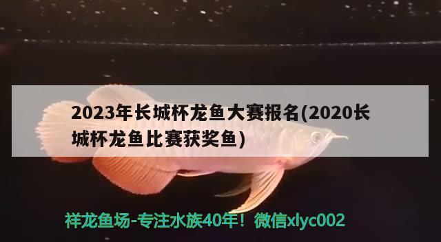 2023年长城杯龙鱼大赛报名(2020长城杯龙鱼比赛获奖鱼)