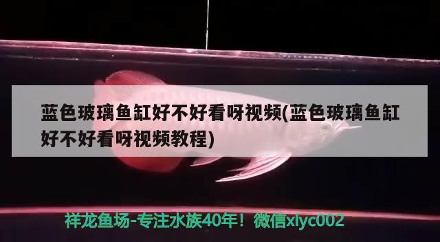 蓝色玻璃鱼缸好不好看呀视频(蓝色玻璃鱼缸好不好看呀视频教程)