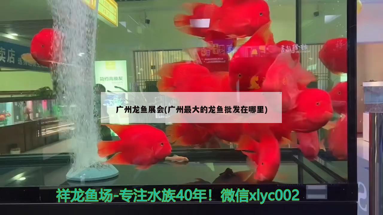 广州龙鱼展会(广州最大的龙鱼批发在哪里) 龙鱼批发 第1张