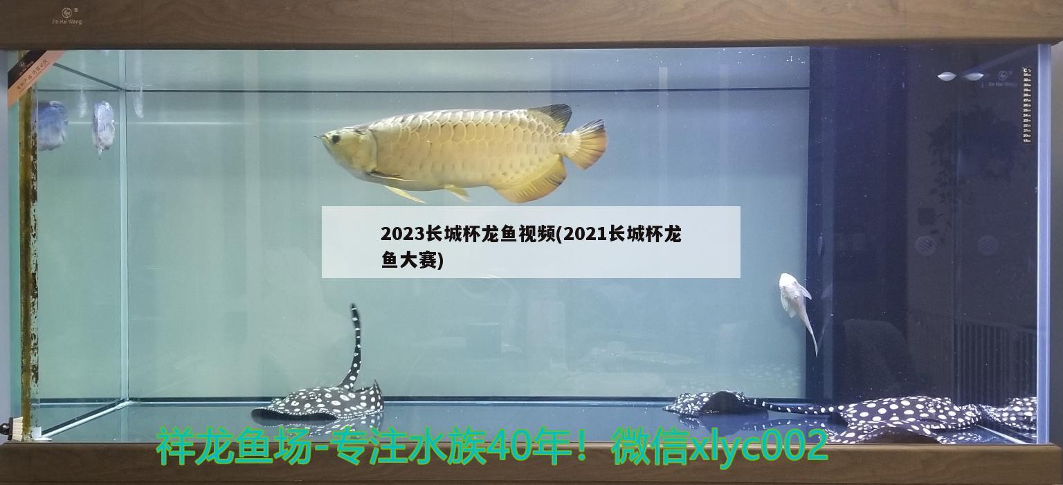 2023长城杯龙鱼视频(2021长城杯龙鱼大赛)