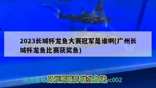 2023长城杯龙鱼大赛冠军是谁啊(广州长城杯龙鱼比赛获奖鱼) 2024第28届中国国际宠物水族展览会CIPS（长城宠物展2024 CIPS）