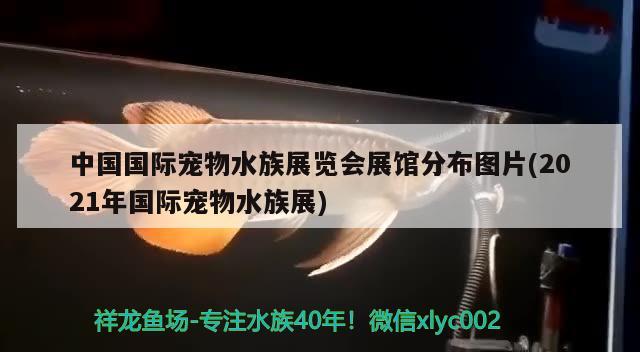 中国国际宠物水族展览会展馆分布图片(2021年国际宠物水族展) 水族展会