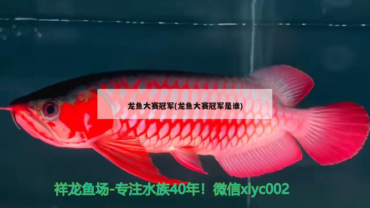 龙鱼大赛冠军(龙鱼大赛冠军是谁) 2024第28届中国国际宠物水族展览会CIPS（长城宠物展2024 CIPS）