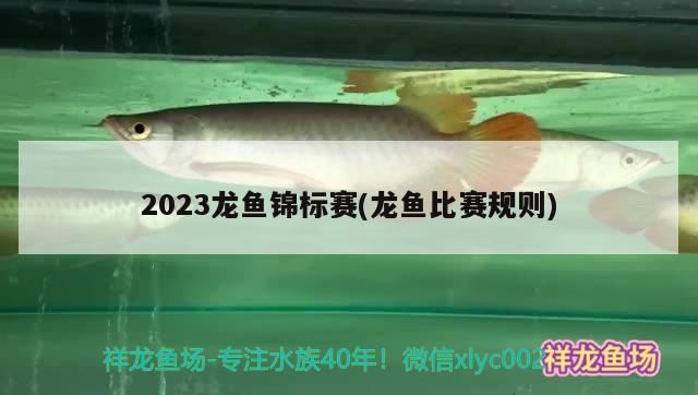 2023龙鱼锦标赛(龙鱼比赛规则)