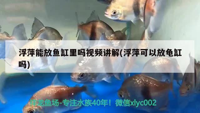 浮萍能放鱼缸里吗视频讲解(浮萍可以放龟缸吗)