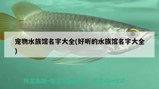 宠物水族馆名字大全(好听的水族馆名字大全)