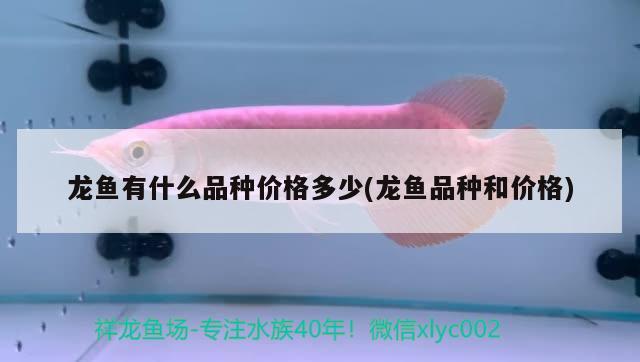 龙鱼有什么品种价格多少(龙鱼品种和价格) 2024第28届中国国际宠物水族展览会CIPS（长城宠物展2024 CIPS）