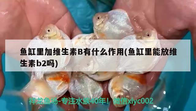 鱼缸里加维生素B有什么作用(鱼缸里能放维生素b2吗) 白条过背金龙鱼