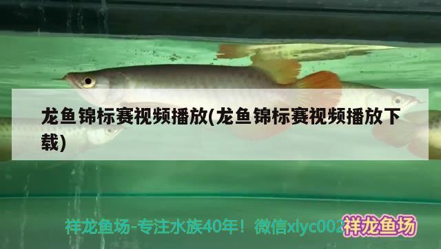 龙鱼锦标赛视频播放(龙鱼锦标赛视频播放下载) 2024第28届中国国际宠物水族展览会CIPS（长城宠物展2024 CIPS）