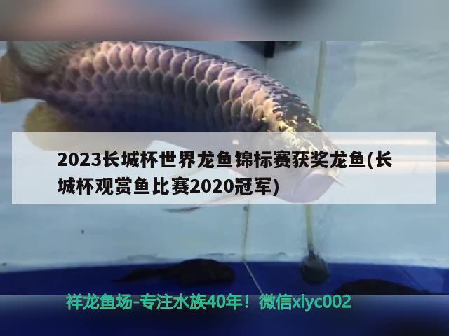 2023长城杯世界龙鱼锦标赛获奖龙鱼(长城杯观赏鱼比赛2020冠军)