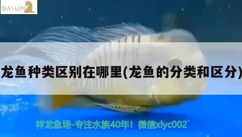 龙鱼种类区别在哪里(龙鱼的分类和区分) 2024第28届中国国际宠物水族展览会CIPS（长城宠物展2024 CIPS）