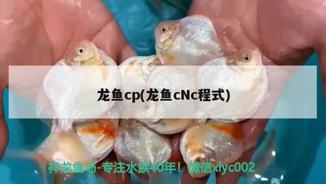 龙鱼cp(龙鱼cNc程式)