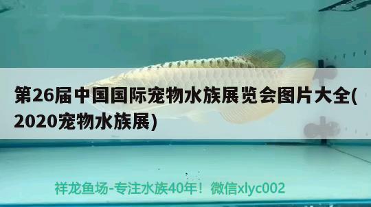 第26届中国国际宠物水族展览会图片大全(2020宠物水族展) 水族展会