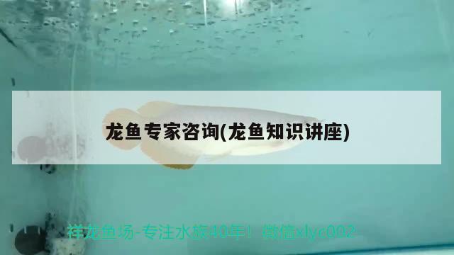 龙鱼专家咨询(龙鱼知识讲座) 2024第28届中国国际宠物水族展览会CIPS（长城宠物展2024 CIPS）