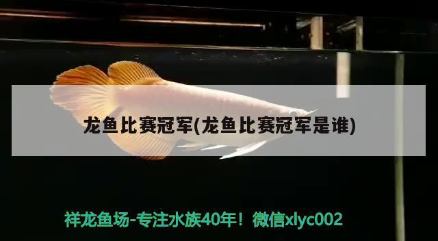 龙鱼比赛冠军(龙鱼比赛冠军是谁) 2024第28届中国国际宠物水族展览会CIPS（长城宠物展2024 CIPS）