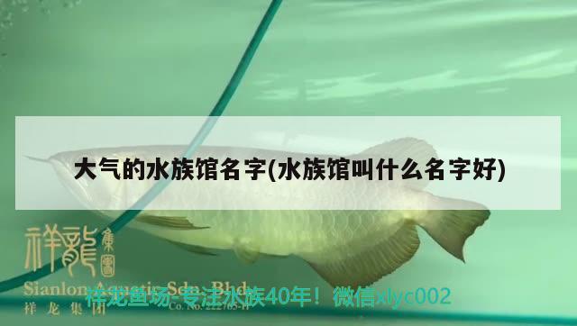 大气的水族馆名字(水族馆叫什么名字好)