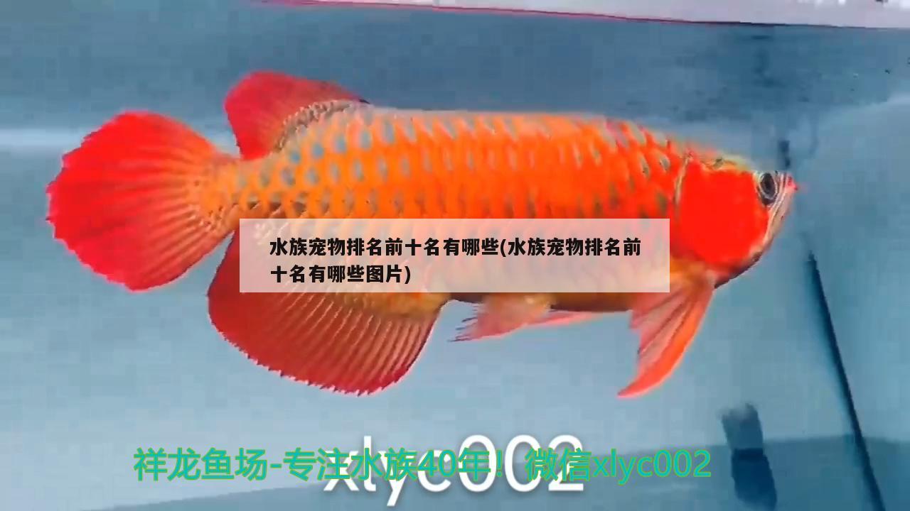 水族宠物排名前十名有哪些(水族宠物排名前十名有哪些图片)