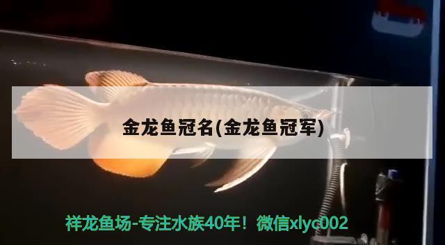 金龙鱼冠名(金龙鱼冠军) 2024第28届中国国际宠物水族展览会CIPS（长城宠物展2024 CIPS）