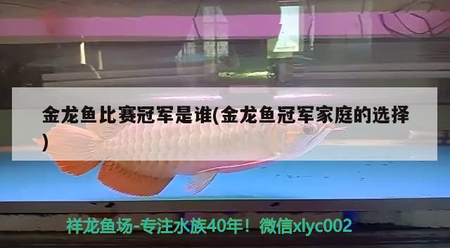 金龙鱼比赛冠军是谁(金龙鱼冠军家庭的选择) 2024第28届中国国际宠物水族展览会CIPS（长城宠物展2024 CIPS）