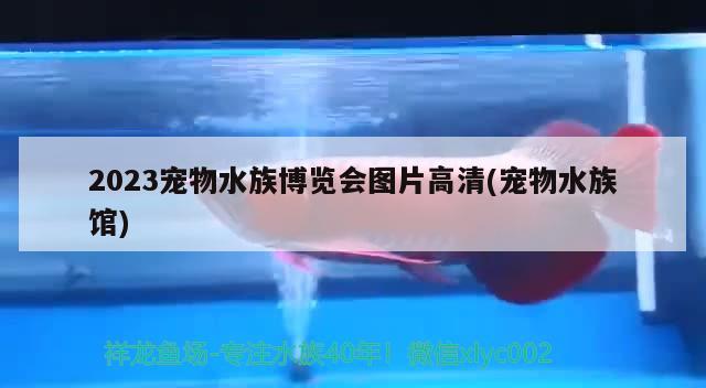 2023宠物水族博览会图片高清(宠物水族馆)