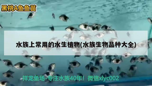 水族上常用的水生植物(水族生物品种大全)