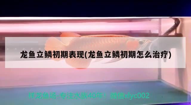 龙鱼立鳞初期表现(龙鱼立鳞初期怎么治疗) 2024第28届中国国际宠物水族展览会CIPS（长城宠物展2024 CIPS）