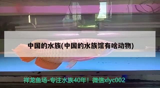 中国的水族(中国的水族馆有啥动物)