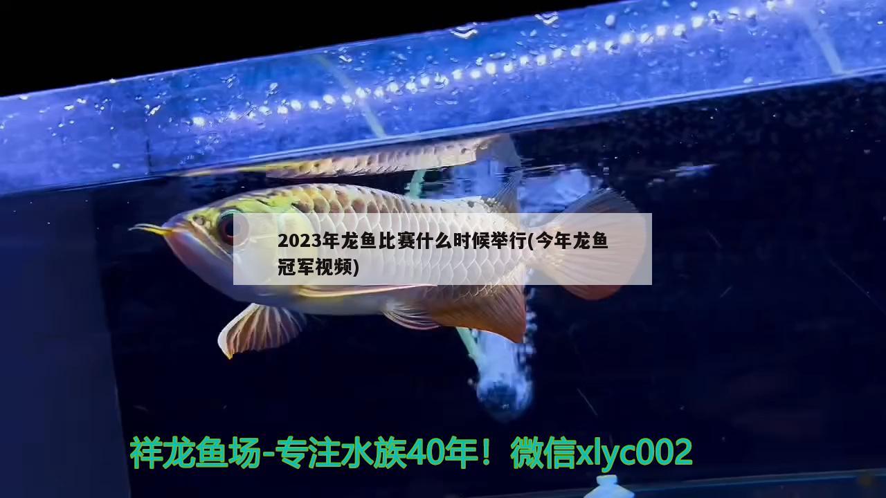 2023年龙鱼比赛什么时候举行(今年龙鱼冠军视频) 2024第28届中国国际宠物水族展览会CIPS（长城宠物展2024 CIPS）