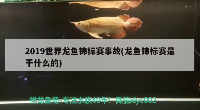 2019世界龙鱼锦标赛事故(龙鱼锦标赛是干什么的) 2024第28届中国国际宠物水族展览会CIPS（长城宠物展2024 CIPS）