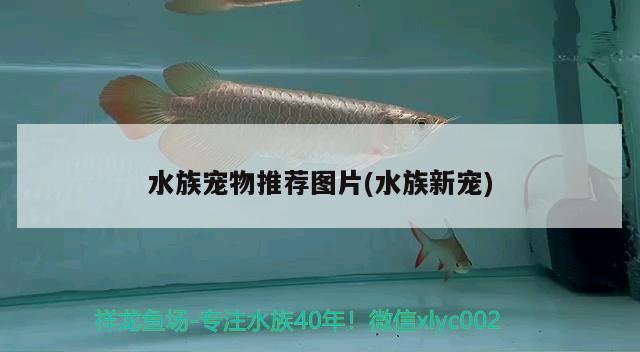 水族宠物推荐图片(水族新宠)