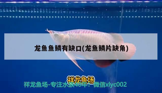 龙鱼鱼鳞有缺口(龙鱼鳞片缺角) 2024第28届中国国际宠物水族展览会CIPS（长城宠物展2024 CIPS）