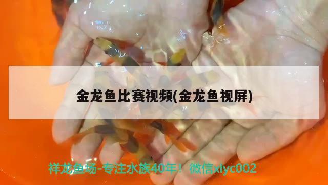 金龙鱼比赛视频(金龙鱼视屏) 2024第28届中国国际宠物水族展览会CIPS（长城宠物展2024 CIPS）