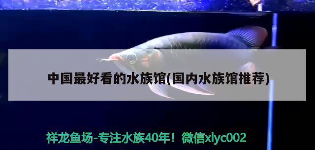 中国最好看的水族馆(国内水族馆推荐) 2024第28届中国国际宠物水族展览会CIPS（长城宠物展2024 CIPS）