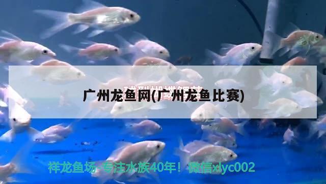 广州龙鱼网(广州龙鱼比赛) 2024第28届中国国际宠物水族展览会CIPS（长城宠物展2024 CIPS）