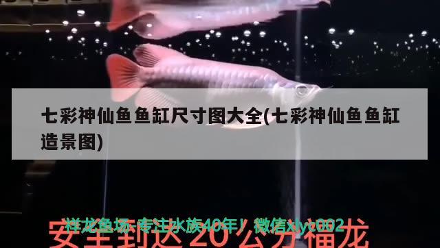 七彩神仙鱼鱼缸尺寸图大全(七彩神仙鱼鱼缸造景图)