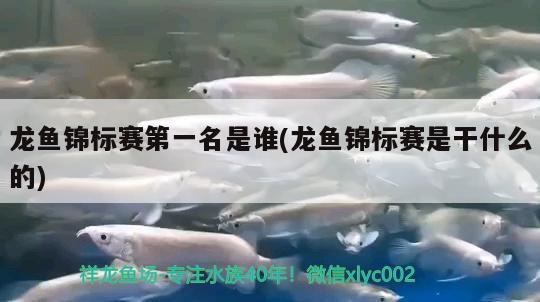 龙鱼锦标赛第一名是谁(龙鱼锦标赛是干什么的) 2024第28届中国国际宠物水族展览会CIPS（长城宠物展2024 CIPS）