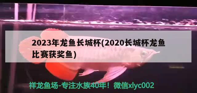 2023年龙鱼长城杯(2020长城杯龙鱼比赛获奖鱼)