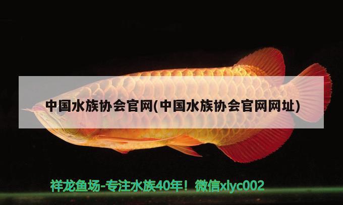 中国水族协会官网(中国水族协会官网网址)