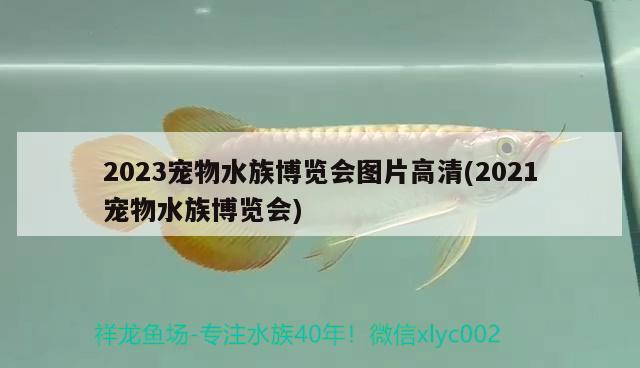 2023宠物水族博览会图片高清(2021宠物水族博览会)