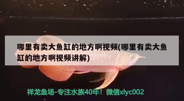 哪里有卖大鱼缸的地方啊视频(哪里有卖大鱼缸的地方啊视频讲解)