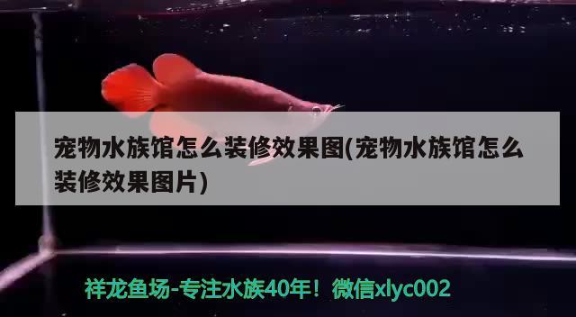 宠物水族馆怎么装修效果图(宠物水族馆怎么装修效果图片) 2024第28届中国国际宠物水族展览会CIPS（长城宠物展2024 CIPS）