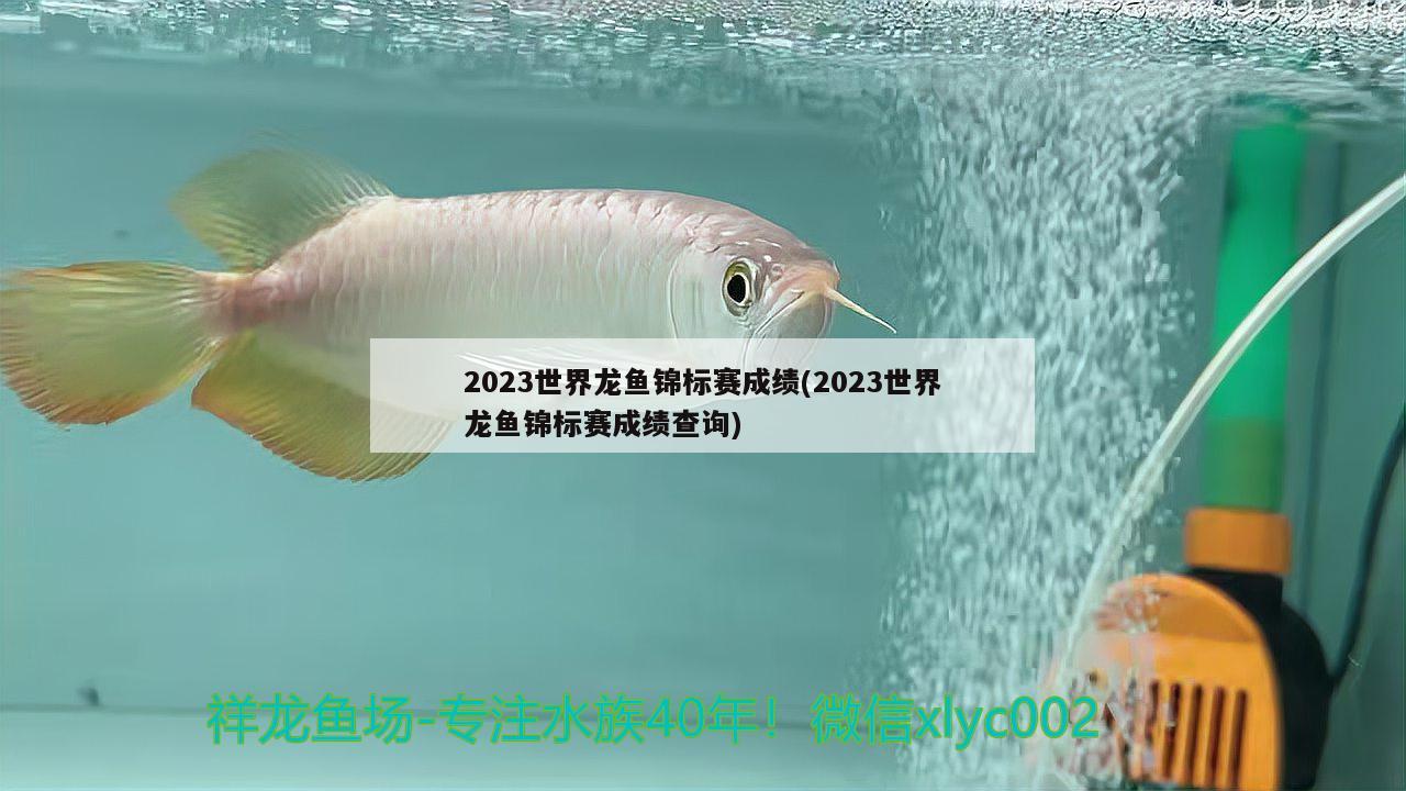 2023世界龙鱼锦标赛成绩(2023世界龙鱼锦标赛成绩查询)