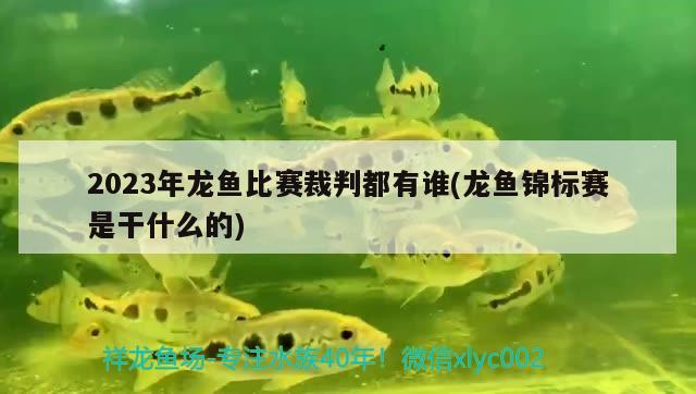 2023年龙鱼比赛裁判都有谁(龙鱼锦标赛是干什么的) 2024第28届中国国际宠物水族展览会CIPS（长城宠物展2024 CIPS）