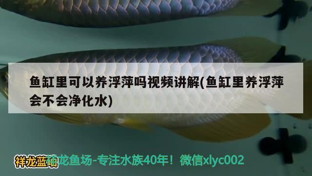 鱼缸里可以养浮萍吗视频讲解(鱼缸里养浮萍会不会净化水) 马拉莫宝石鱼