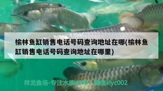 榆林鱼缸销售电话号码查询地址在哪(榆林鱼缸销售电话号码查询地址在哪里) 红眼黄化幽灵火箭鱼|皇家火箭鱼