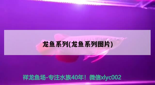 龙鱼系列(龙鱼系列图片) 2024第28届中国国际宠物水族展览会CIPS（长城宠物展2024 CIPS）